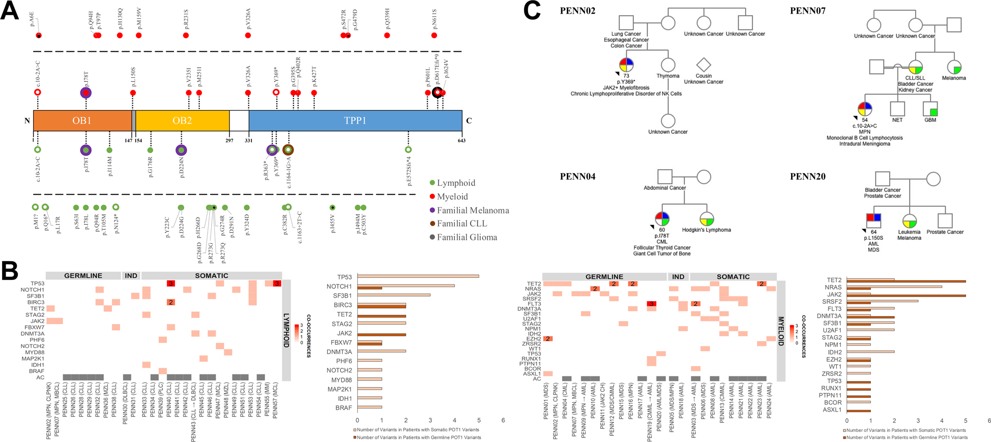 Germline Pot1 Variants Can Predispose To Myeloid And Lymphoid Neoplasms Leukemia
