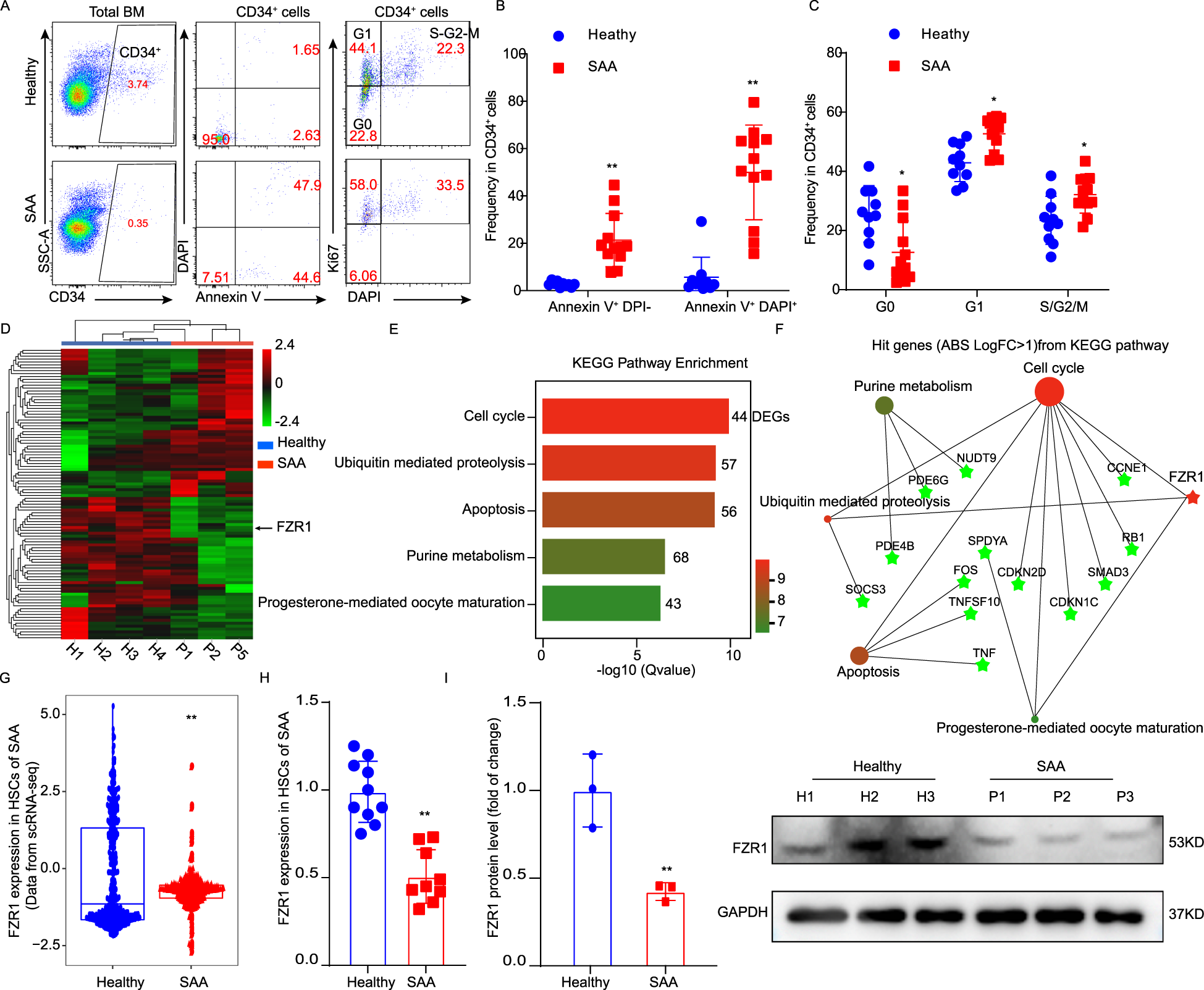 Insufficiency Of Fzr1 Disturbs Hsc Quiescence By Inhibiting Ubiquitin Dependent Degradation Of Runx1 In Aplastic Anemia Leukemia