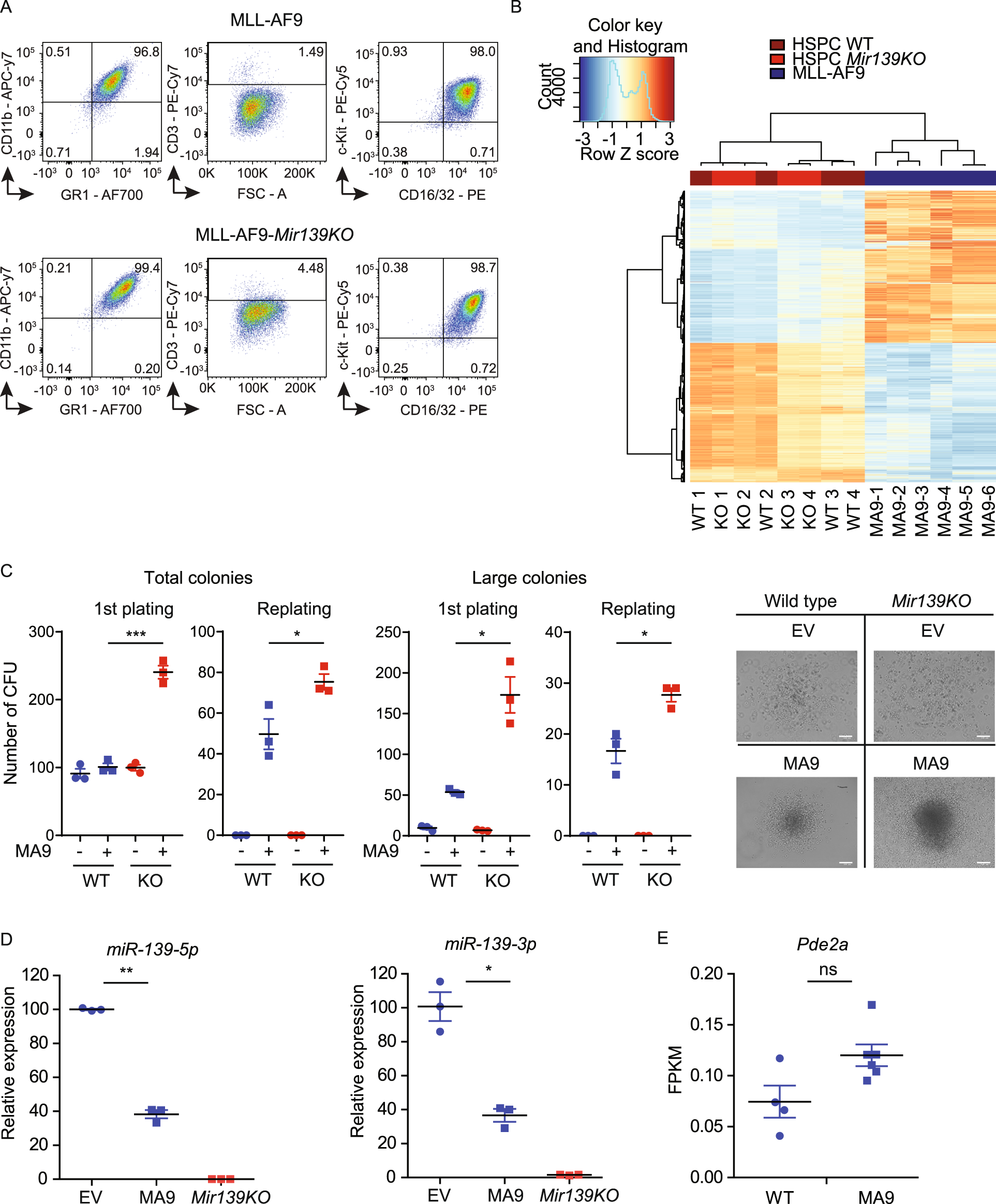The tumor suppressor MIR139 is silenced by POLR2M to promote AML  oncogenesis | Leukemia