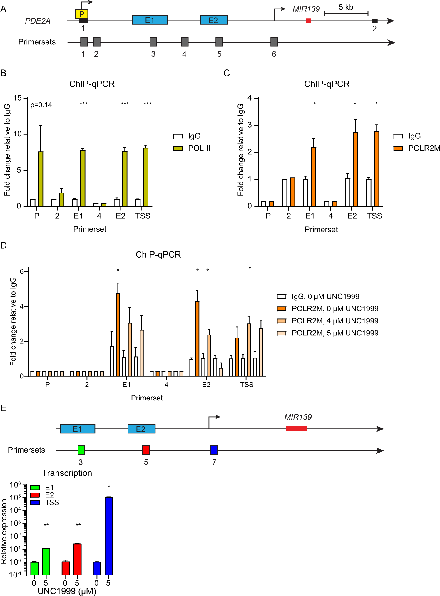 Fig. 6: POLR2M binds to E1, E2, and the TSS.