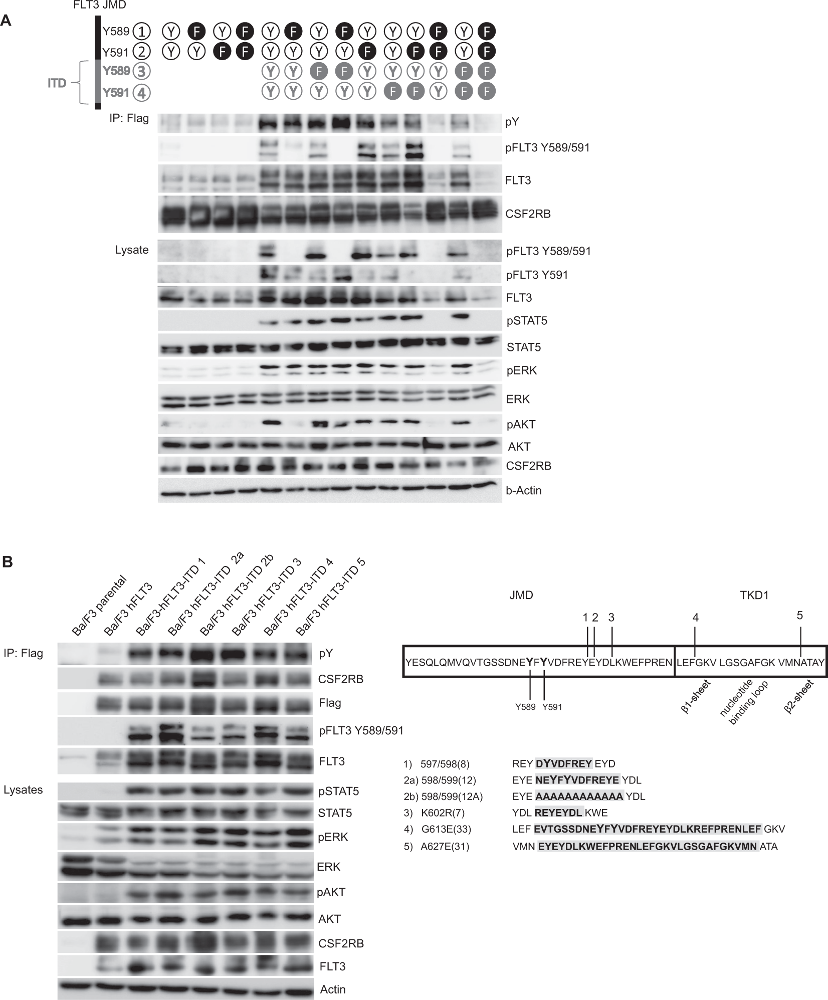 Fig. 5: Phosphorylation of CSF2RB by FLT3-ITD requires only one phosphorylated tyrosine within the JMD and takes place regardless of ITD sequence and insertion site.