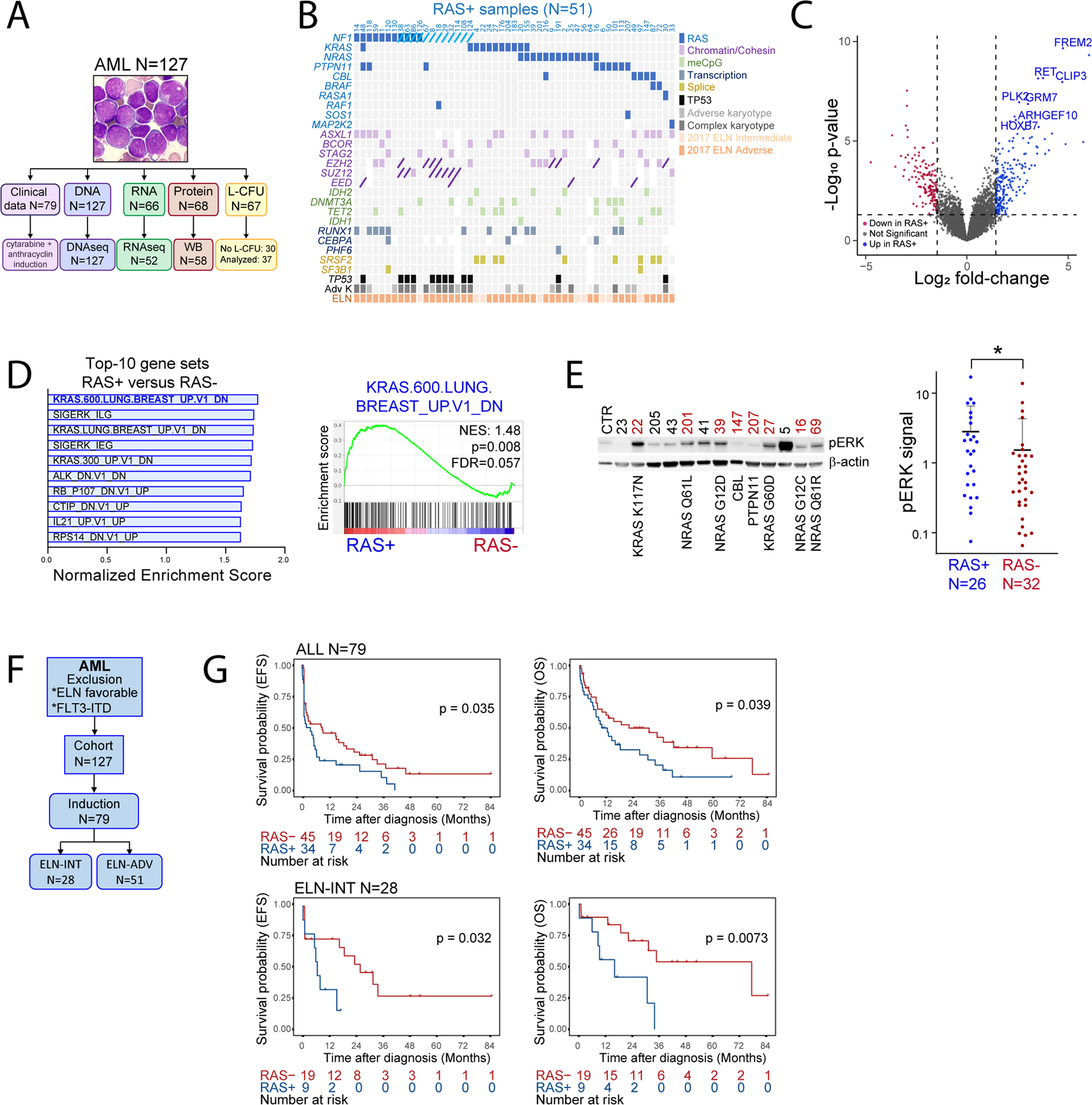 Fig. 1: Landscape and clinical correlations of RAS pathway alterations in AML.