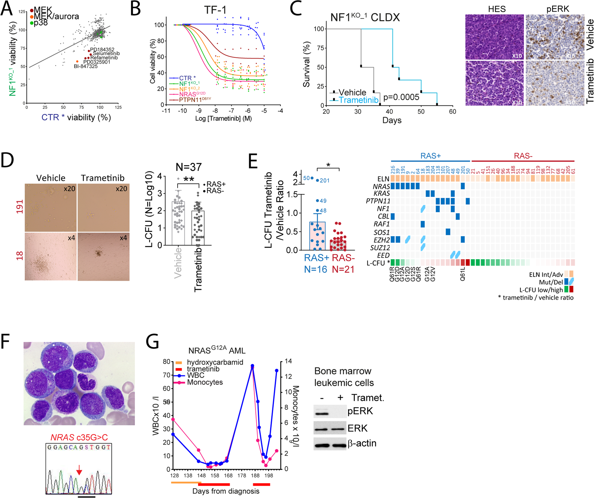 Fig. 3: Heterogeneous activity of MEK inhibitors against RAS+ AML.