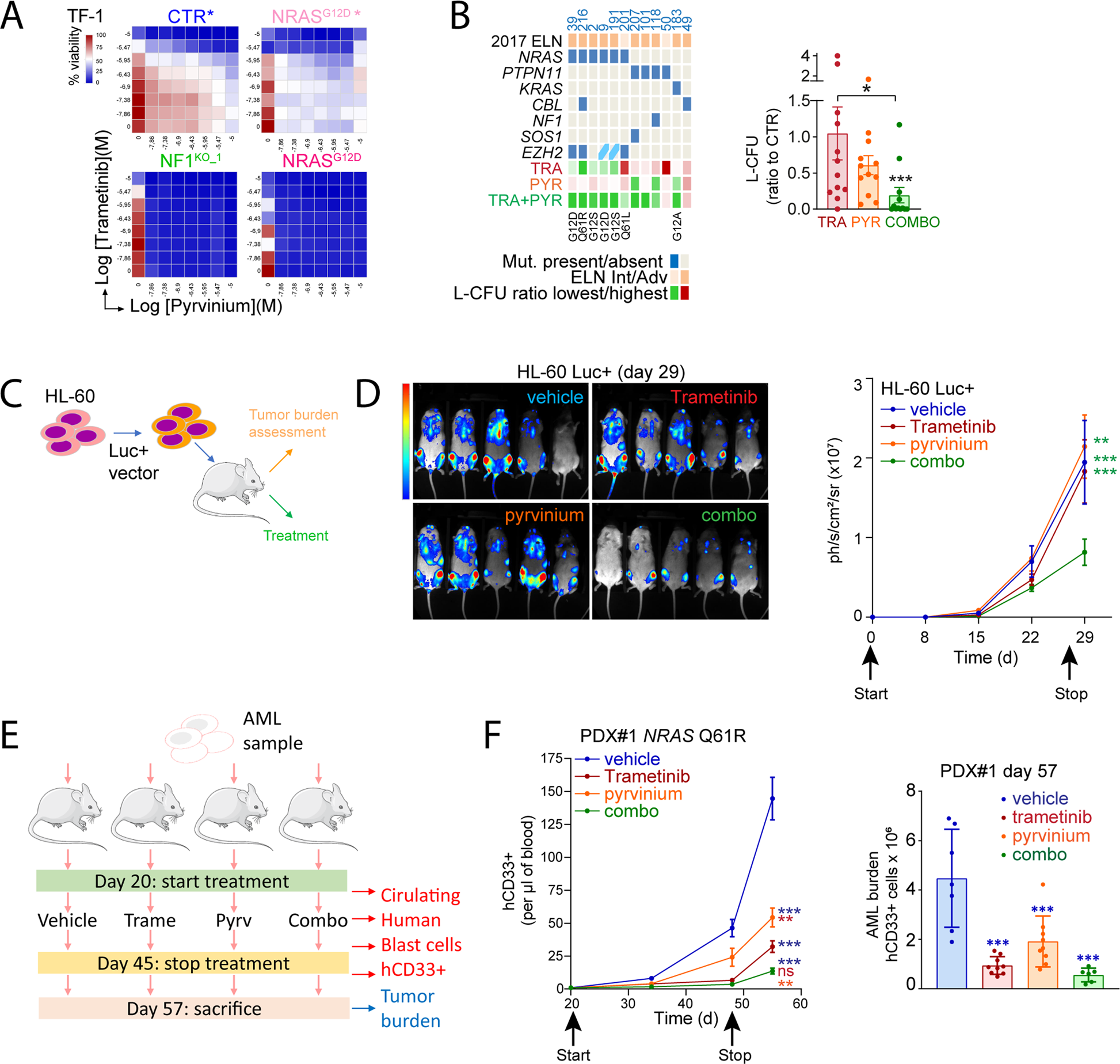 Fig. 6: Synergy between the MEK inhibitor trametinib and pyrvinium pamoate in RAS activated cells.