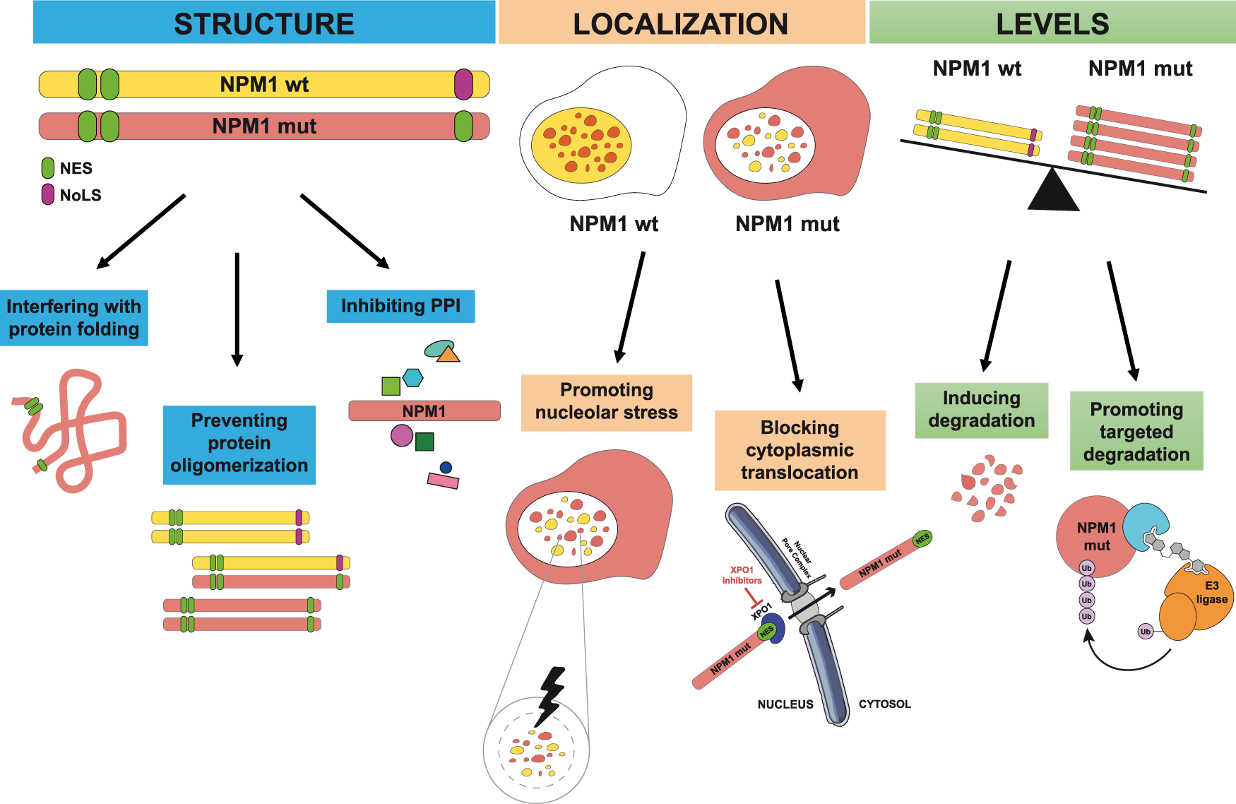 Targeting menin: a promising therapeutic strategy for susceptible acute  leukemia subtypes