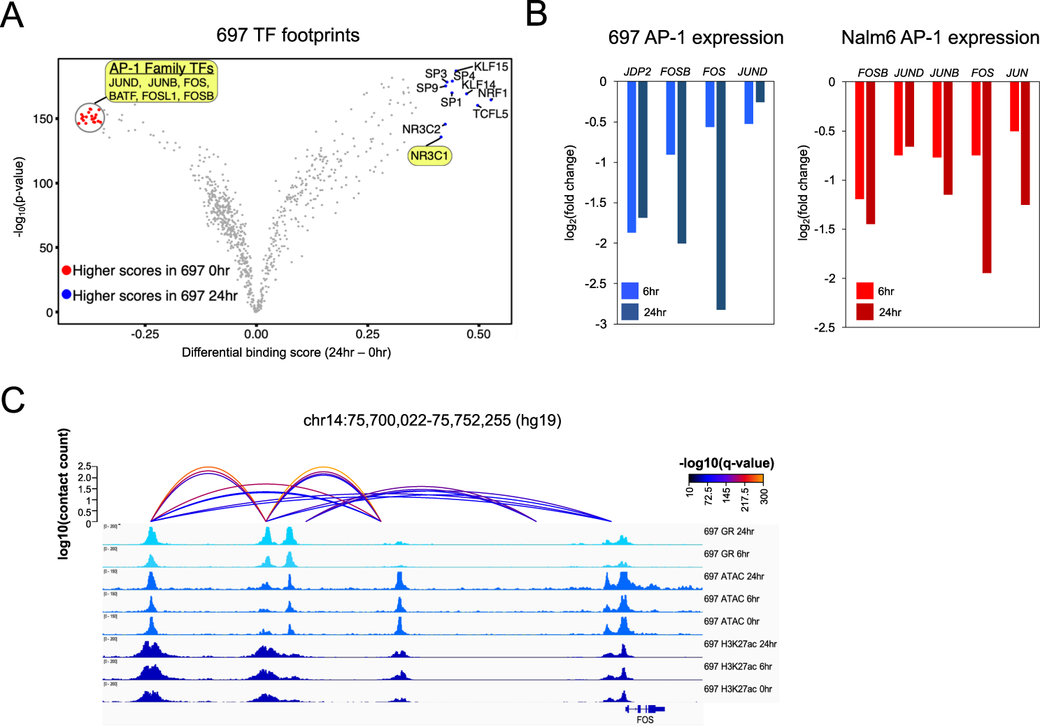 Fig. 2: GC-responsive repression of AP-1 transcription factors.