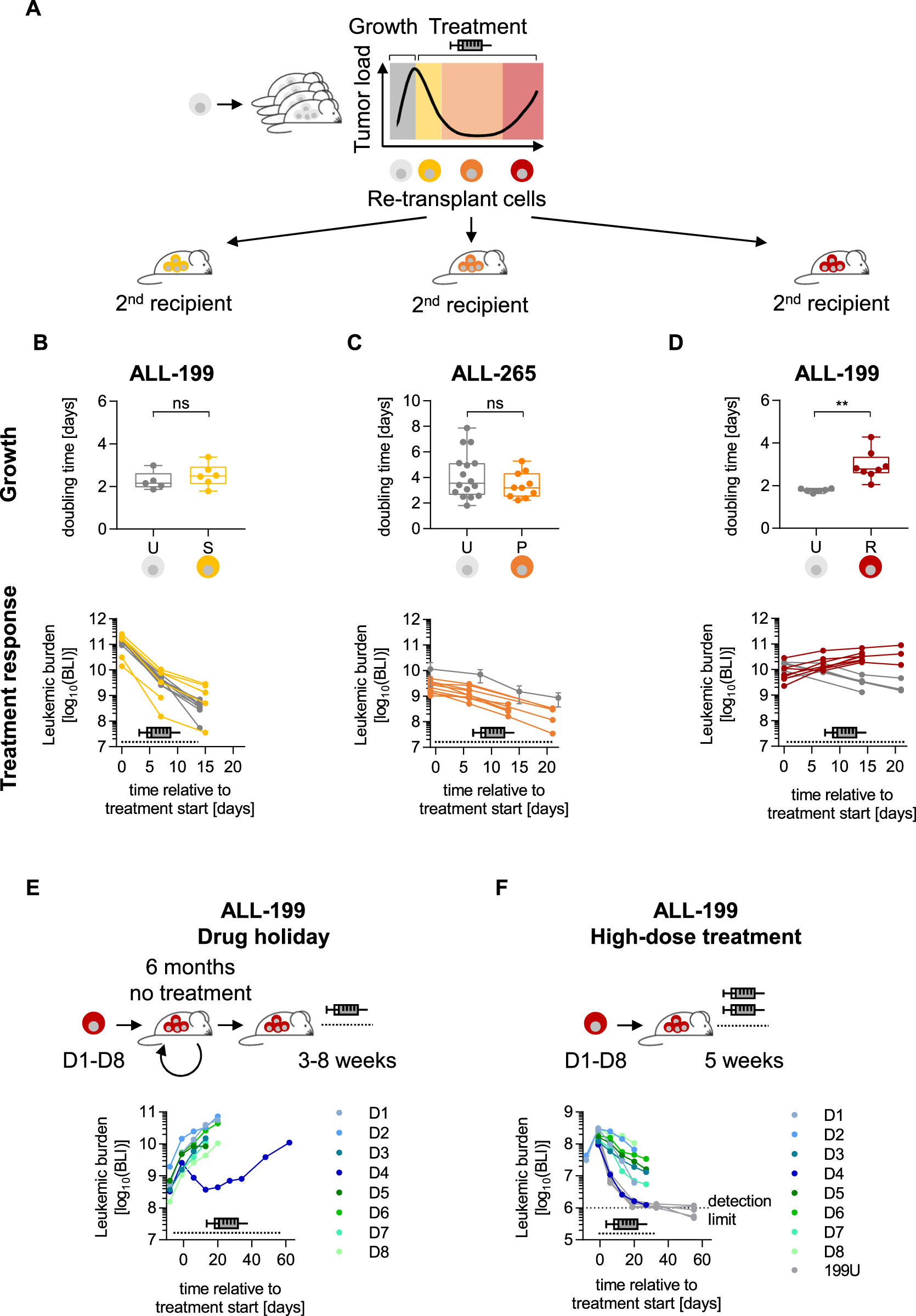 Fig. 2: Acquired resistance is leukemia cell-intrinsic and stable.