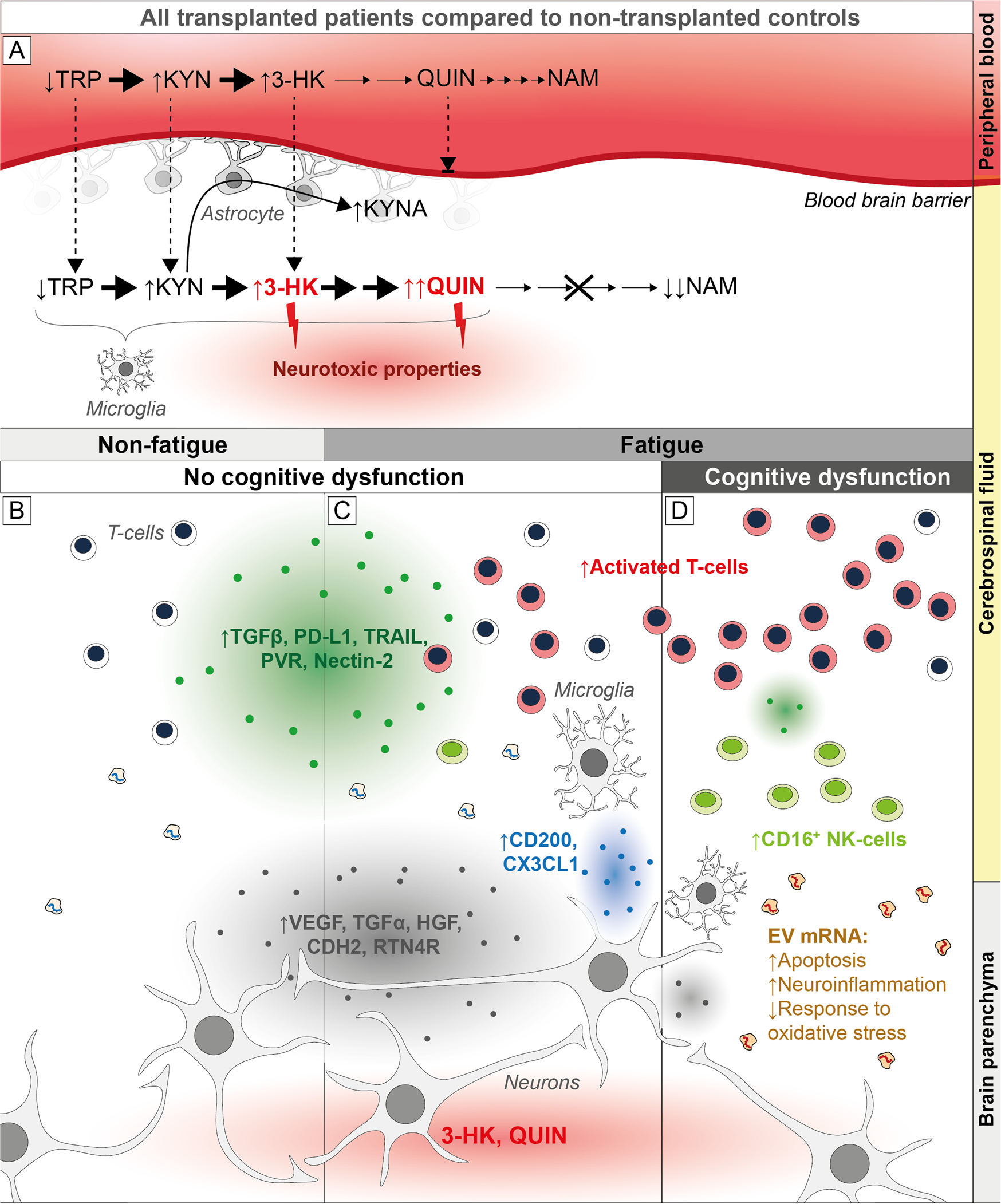 Cognitive impairments correlate with increased central nervous