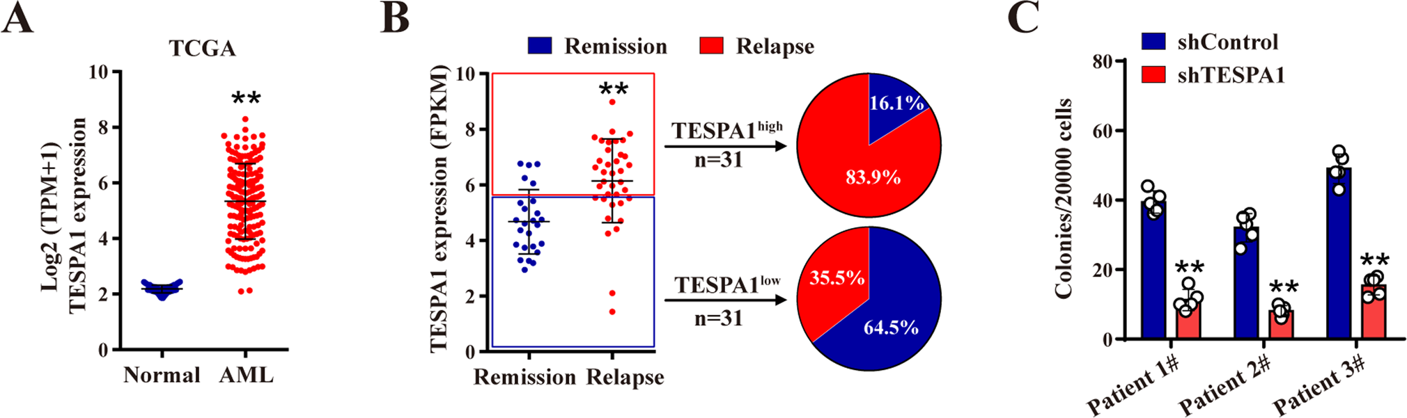 Fig. 6: TESPA1 is essential for human acute myeloid leukemia (AML) cell growth.