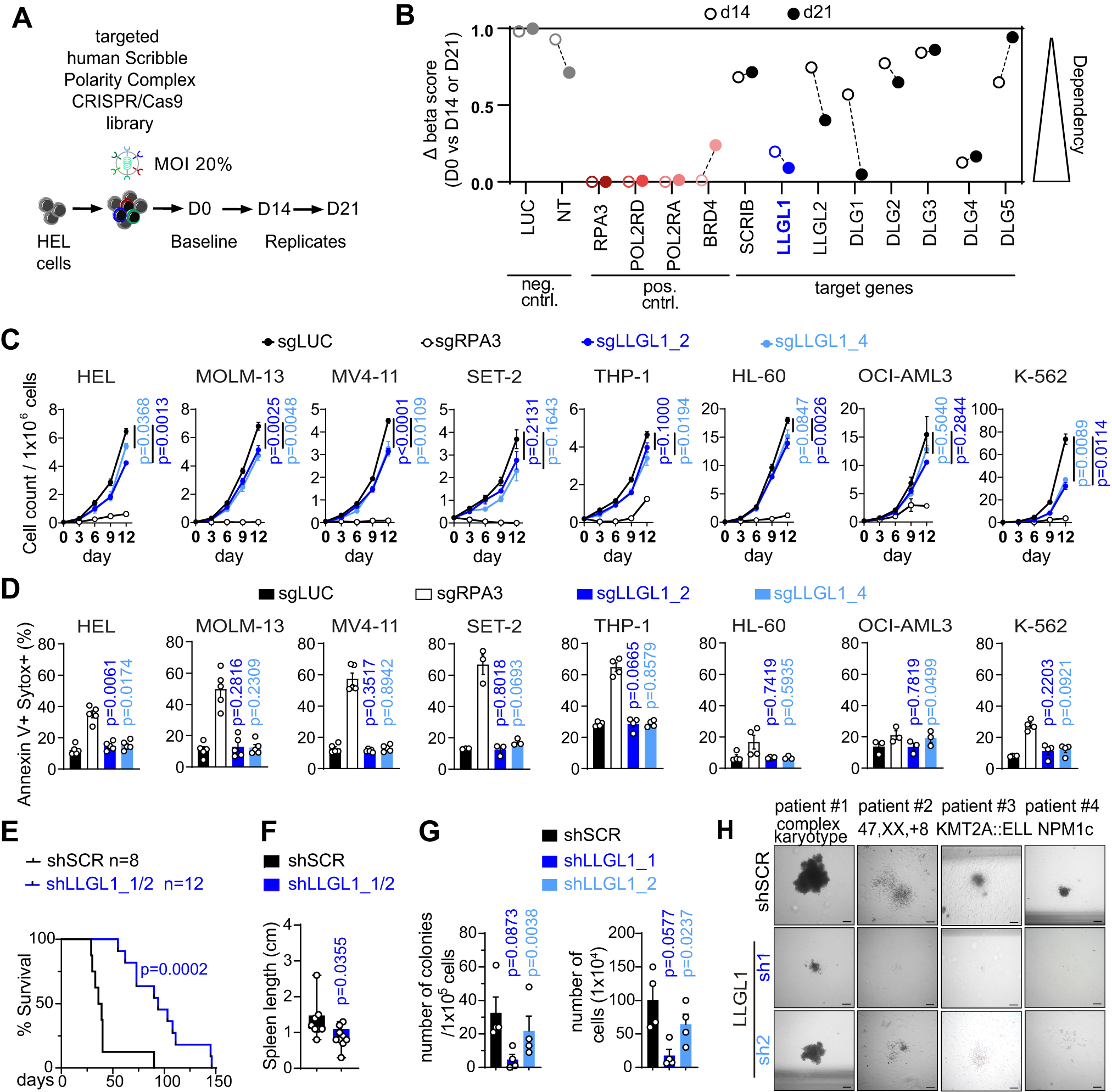 Cell fate determinant Llgl1 is required for propagation of acute myeloid  leukemia | Leukemia
