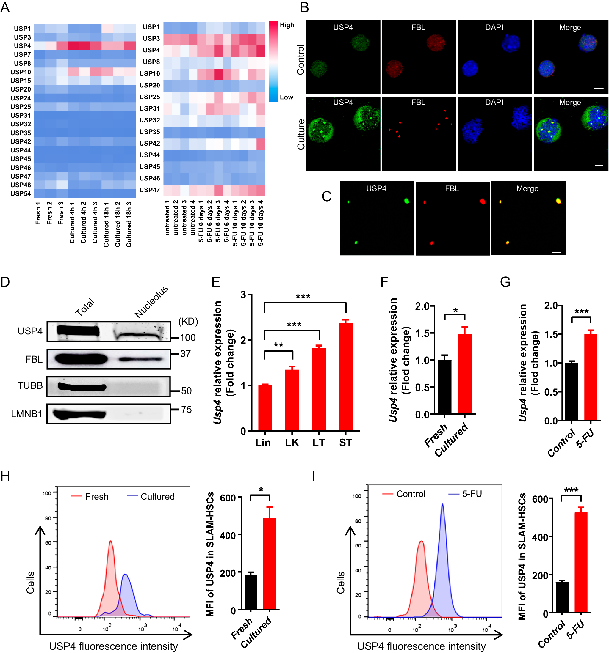USP4 regulates ribosome biogenesis and protein synthesis for hematopoietic  stem cell regeneration and leukemia progression | Leukemia