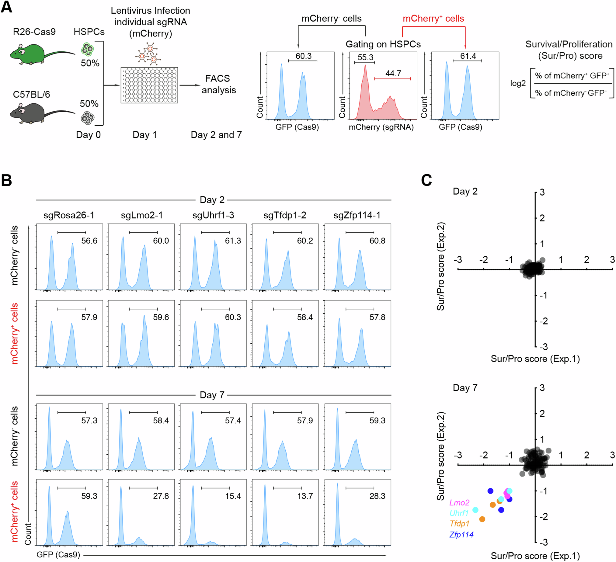 Fig. 1: In vitro CRISPR/Cas9-based screen to identify determinants for HSPC expansion.