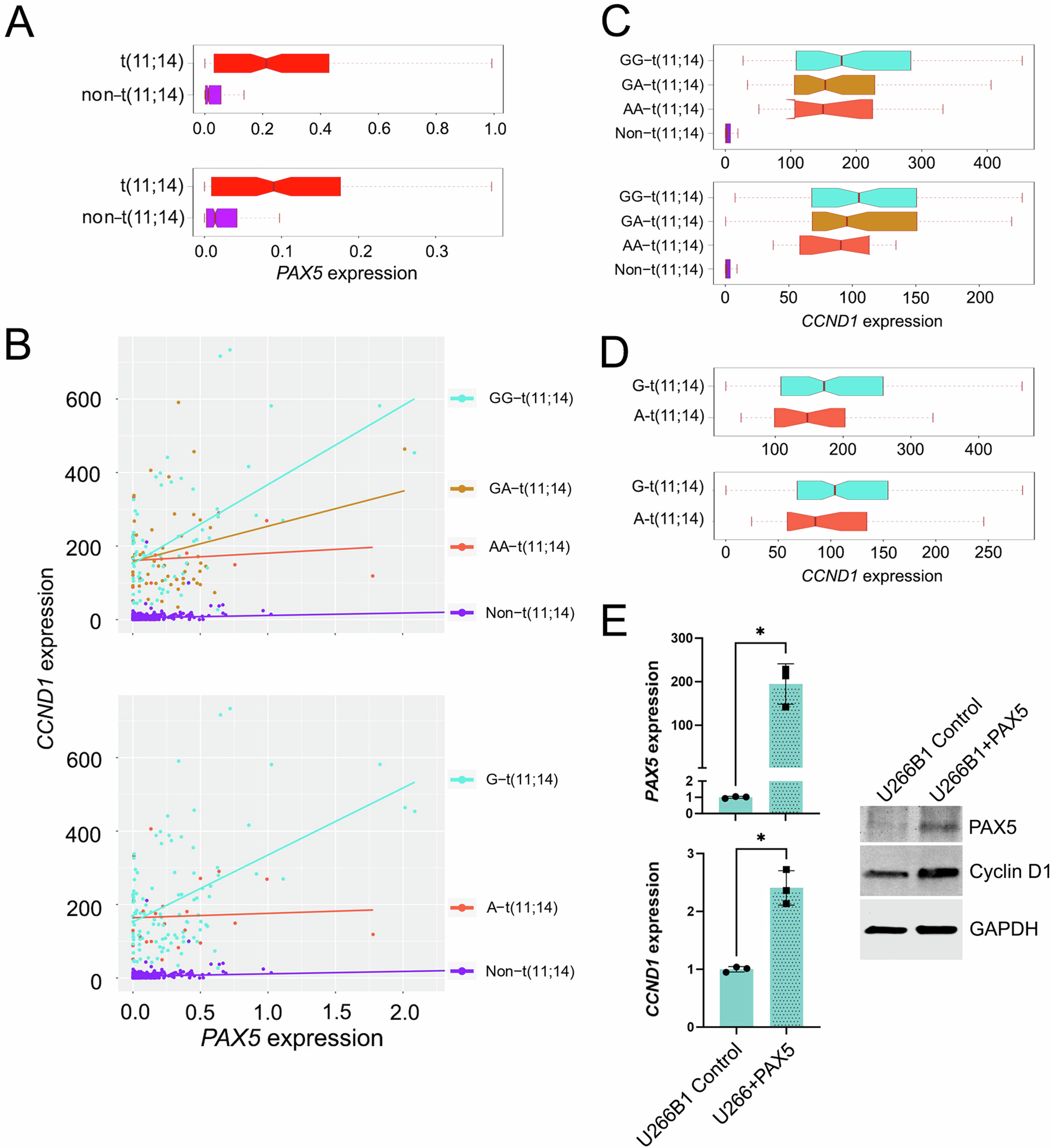 Fig. 2: Interaction of PAX5 with rs9344 within t(11;14) group.