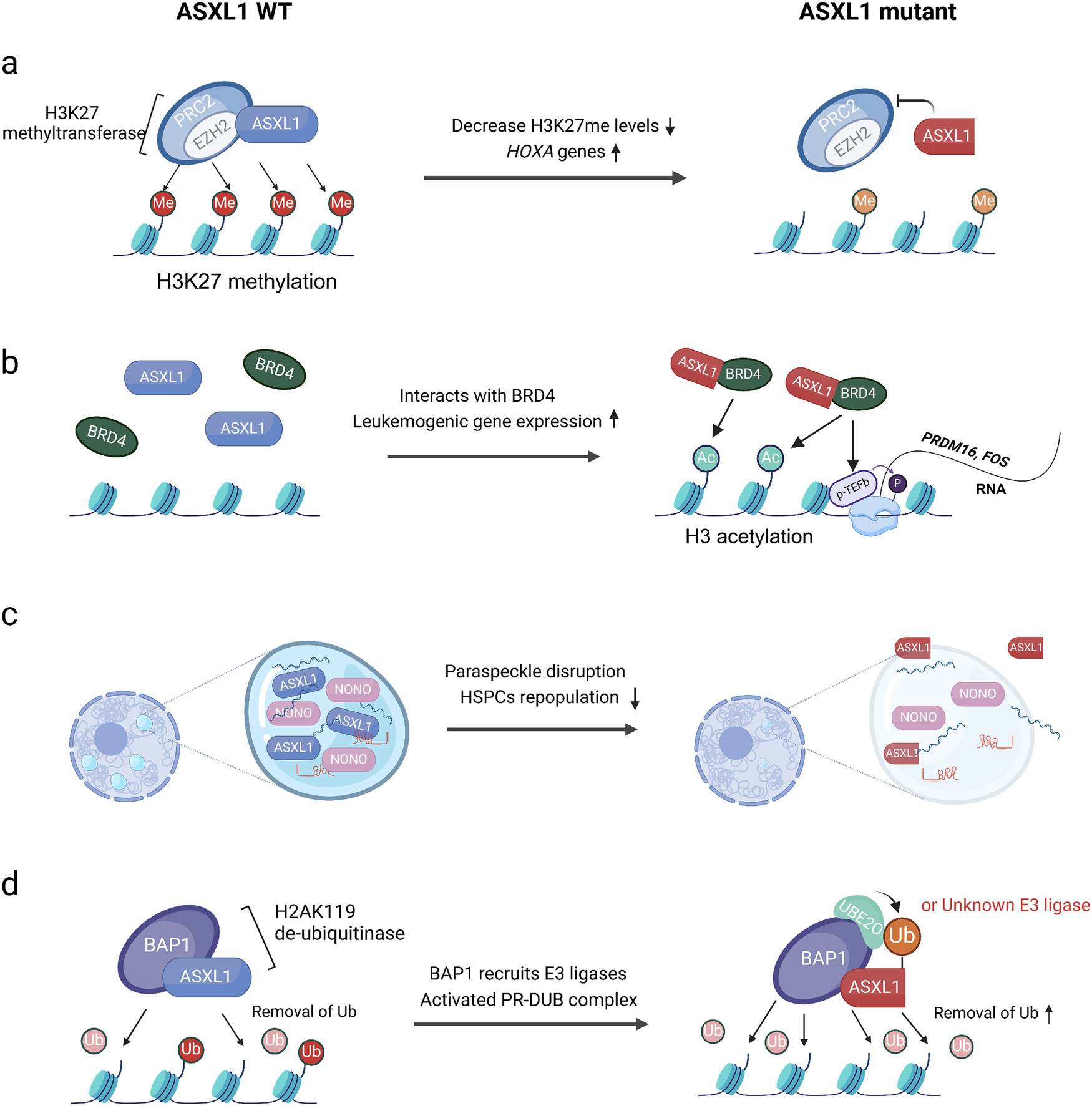 Fig. 3: Functional impacts of ASXL1 mutations on epigenetic regulation.
