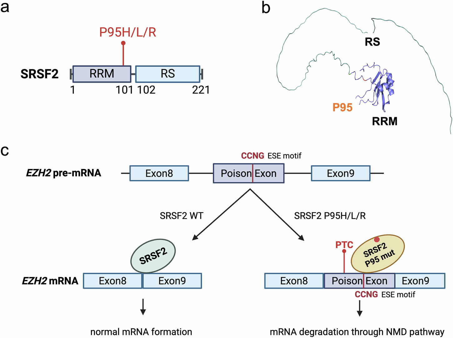 Fig. 4: Domain architecture of SRSF2 and predicted protein structure.