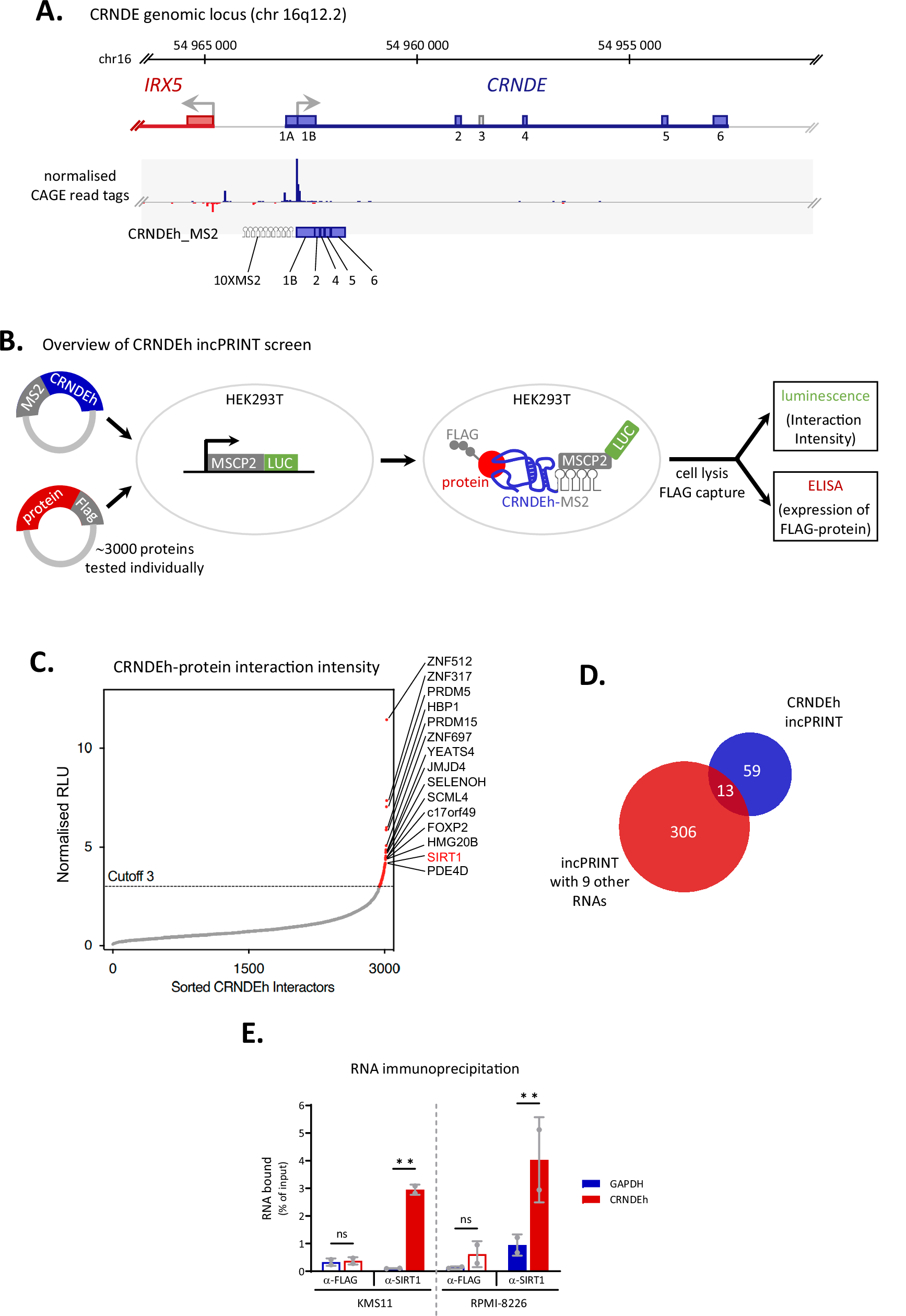 The long non-coding RNA CRNDE stabilises SIRT1 protein and influences  Hedgehog signalling in multiple myeloma | Leukemia