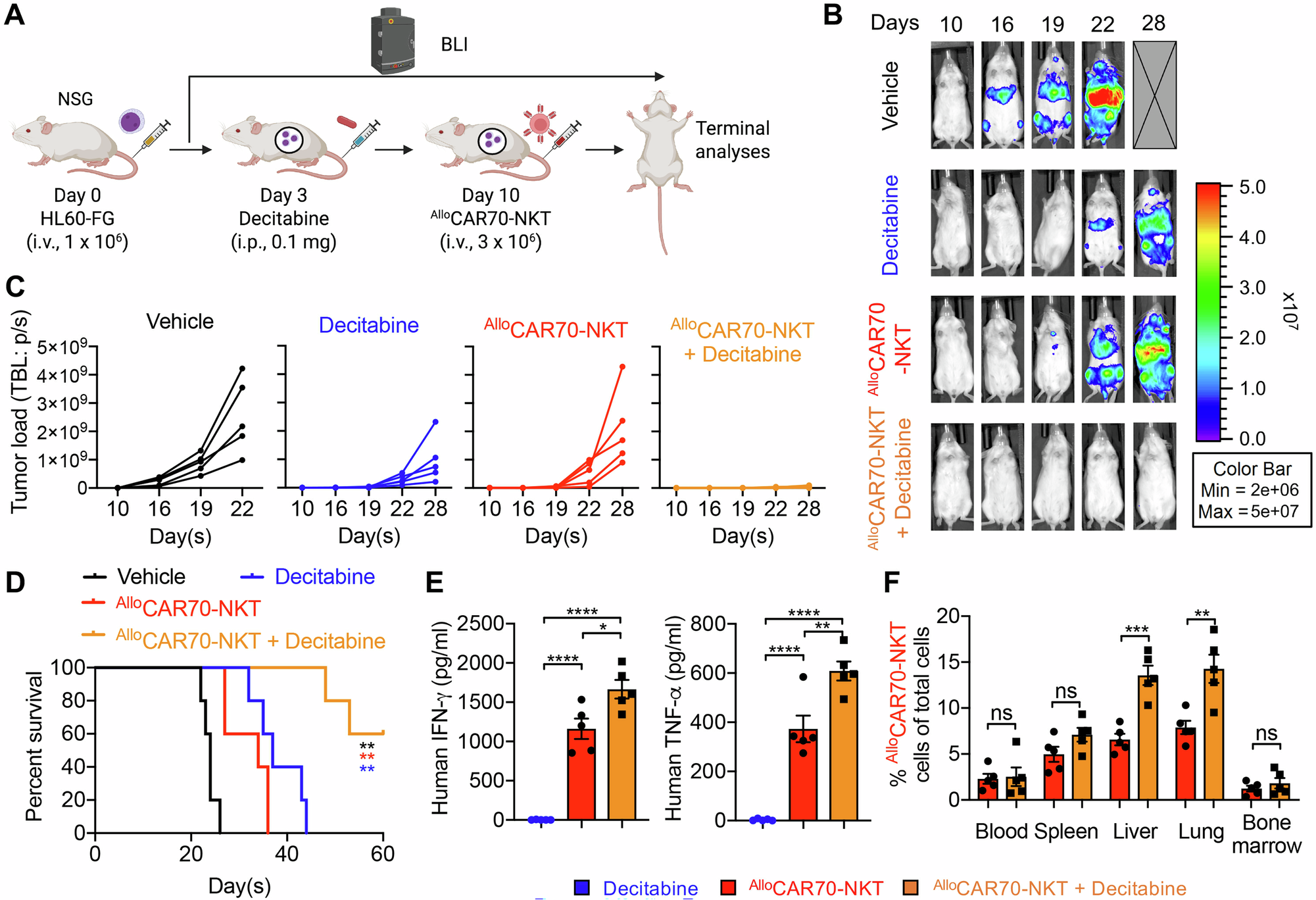 Fig. 6: Synergistic effect of AlloCAR70-NKT cells with HMA in the treatment of CD70-negative AML using a HL60-FG xenograft mouse model.