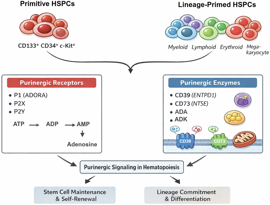 Single-cell architecture of purinergic signaling in human cord blood hematopoietic stem and progenitor cells