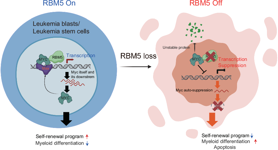 Rbm5 sustains leukemia stem cells through a Myc-driven transcriptional circuitry