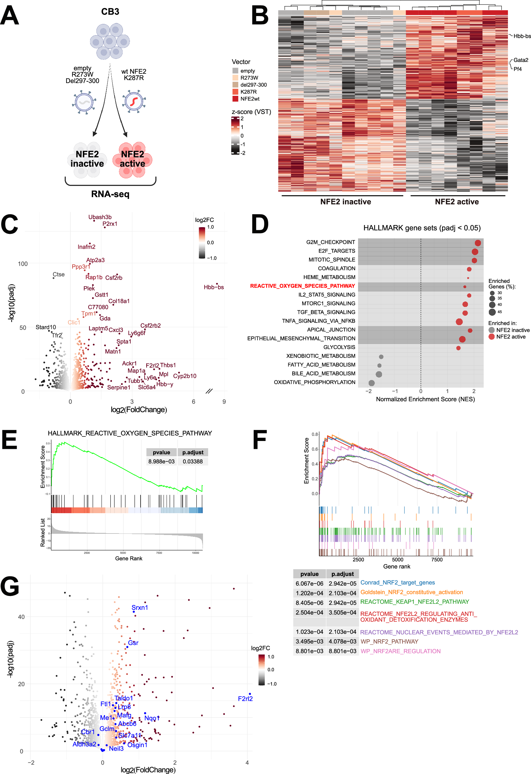 A novel role for transcription factor NFE2 in redox regulation and chemotherapy resistance in acute myeloid leukemia
