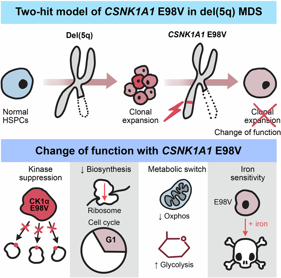 iam amazing white glutathione Csnk1a1 E98 mutations rewire signaling and metabolism in del(5q) myelodysplastic neoplasms Made Without_Gluten