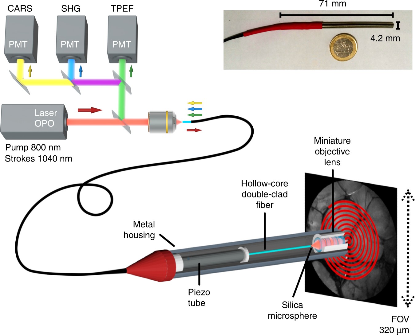 High-resolution multimodal flexible coherent Raman endoscope | Light:  Science & Applications