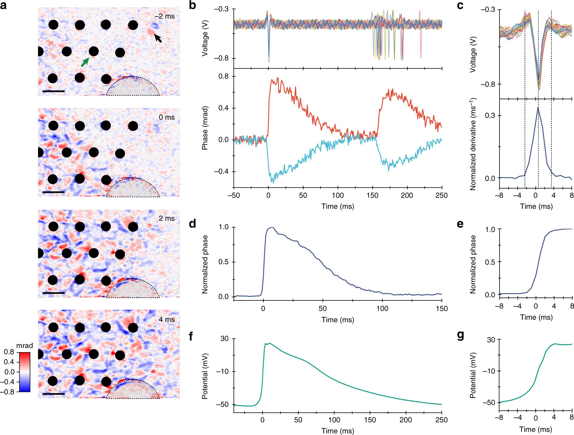 Full-field interferometric imaging of propagating action potentials |  Light: Science & Applications