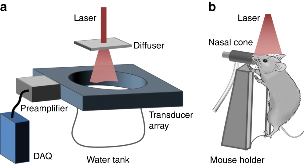Fig. 1: Schematic diagram of the superresolution PACT setup for mouse brain imaging.
