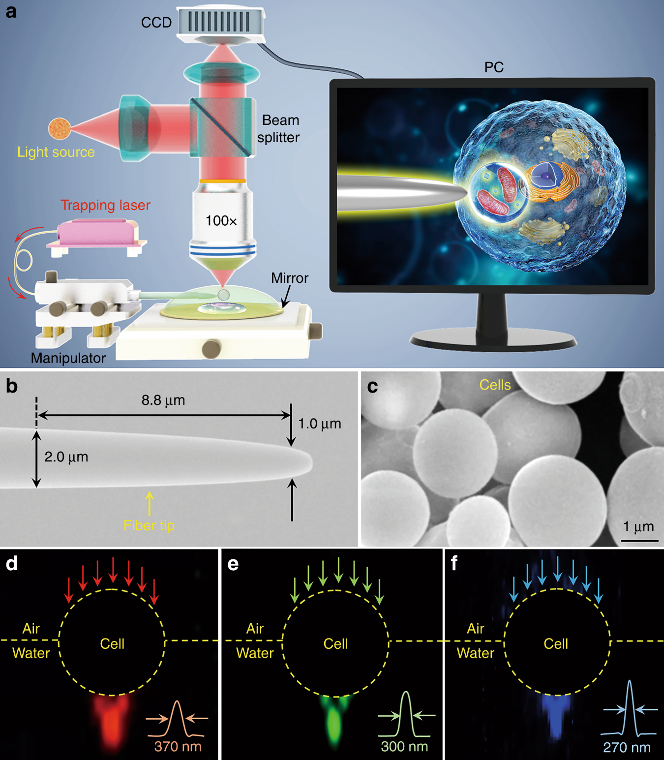Single-cell biomagnifier for optical nanoscopes and nanotweezers | Light:  Science & Applications