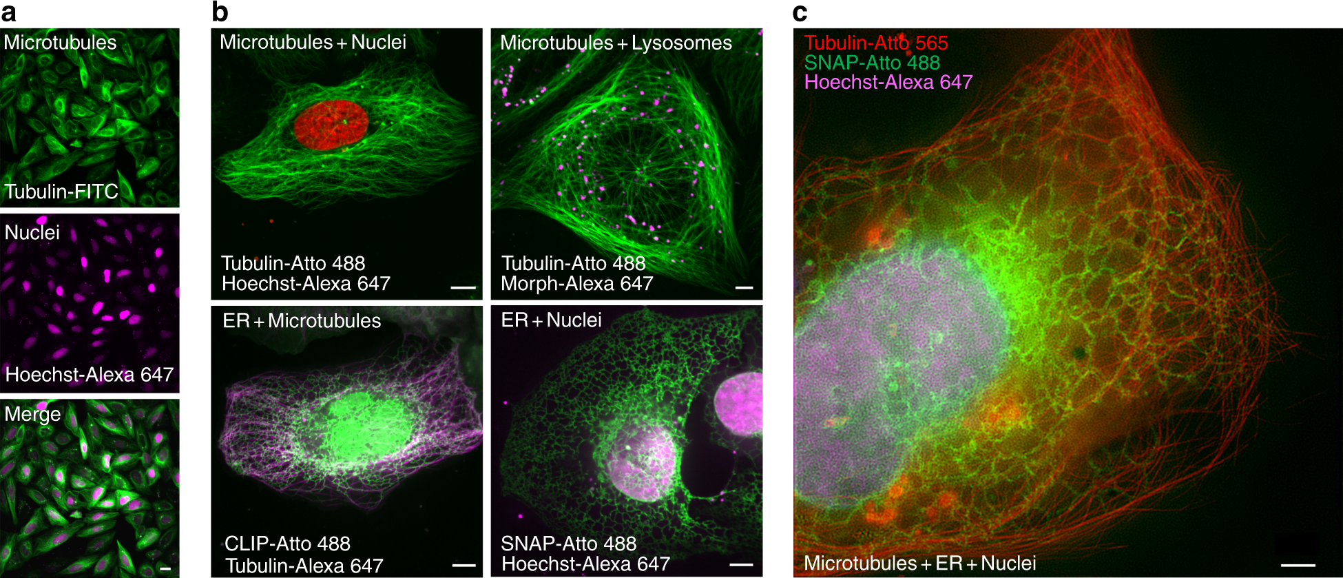 Fig. 3: PV-1 simultaneously delivers up to three cell-impermeable organic fluorescent probes into live cells.