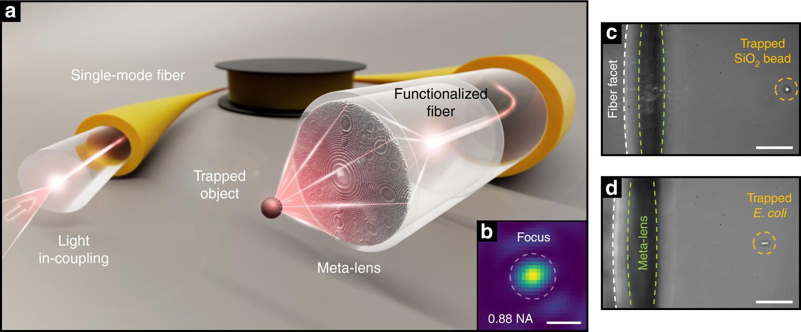 Ultrahigh numerical aperture meta-fibre for flexible optical trapping |  Light: Science & Applications