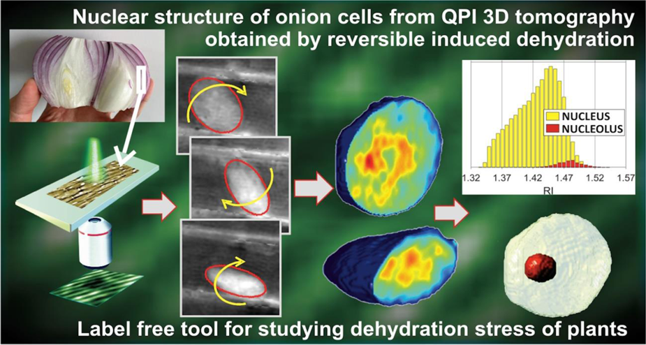 Dehydration of plant cells shoves nuclei rotation allowing for 3D phase- contrast tomography | Light: Science & Applications
