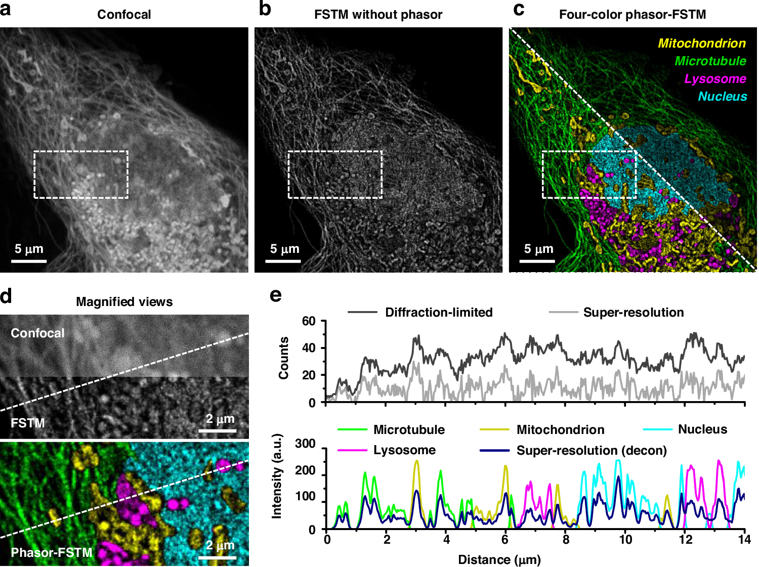 Fig. 4: Phasor-FSTM for four-color super-resolution imaging in live cells.
