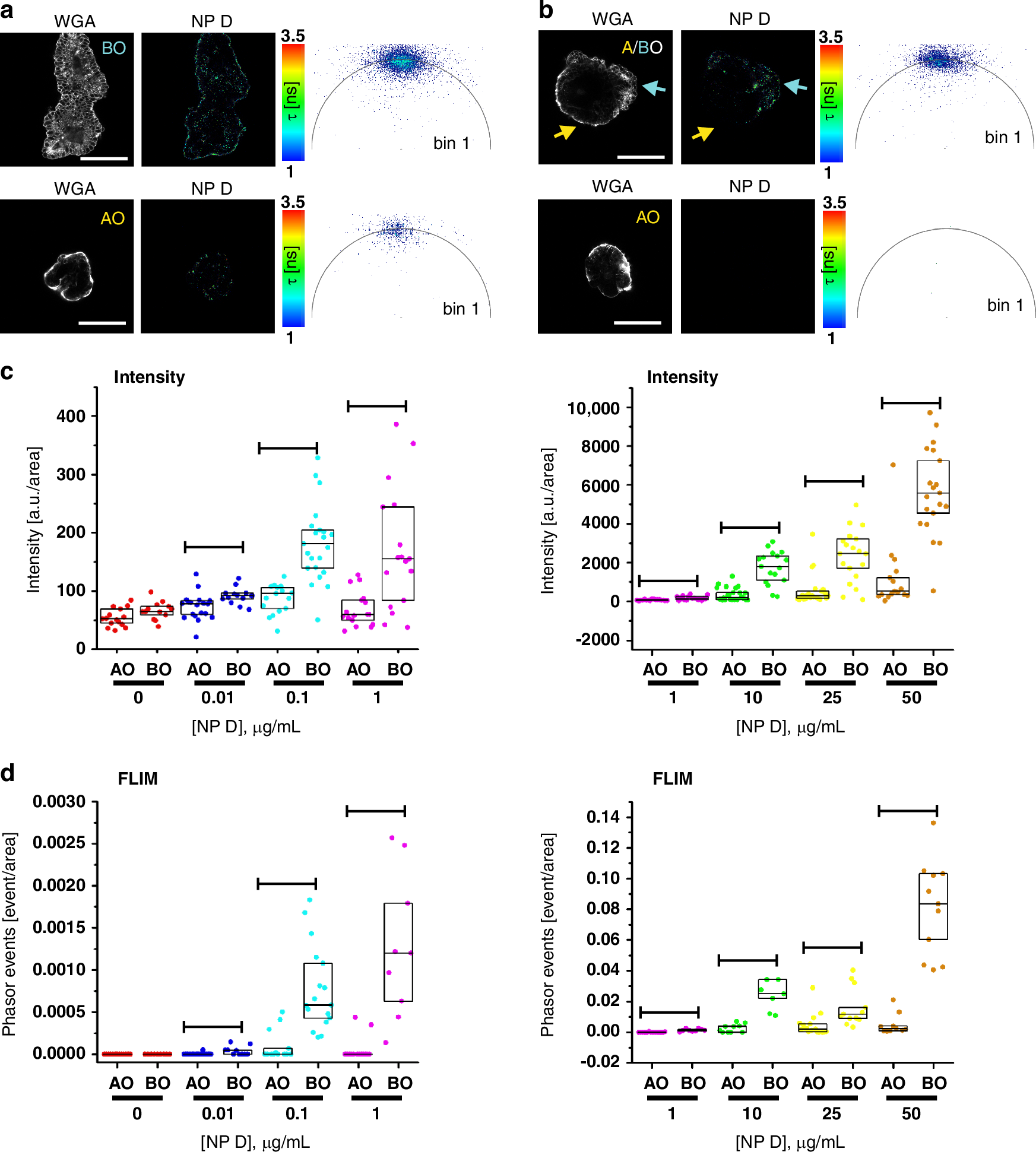 Fig. 4: Phasor FLIM event counting approach estimates MNP uptake in organoids with improved reliability over a broad concentration range in comparison to intensity-based detection.