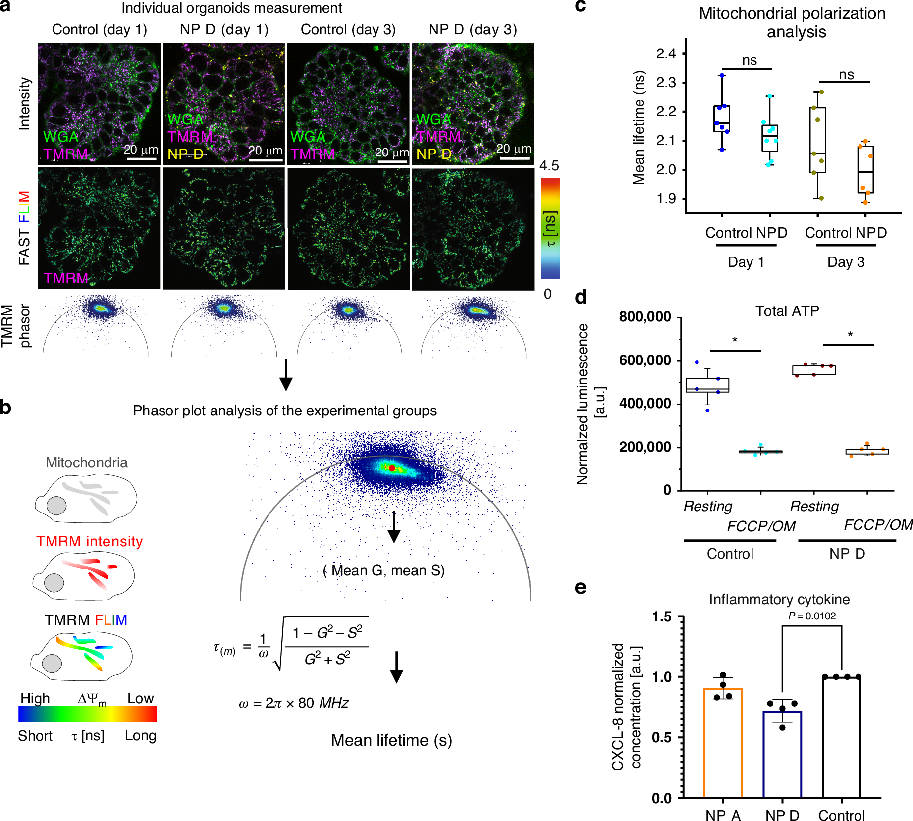 Fig. 6: Assessment of physiological impact of internalized NP D on mitochondrial polarization, cell energy budget and inflammatory cytokine expression.