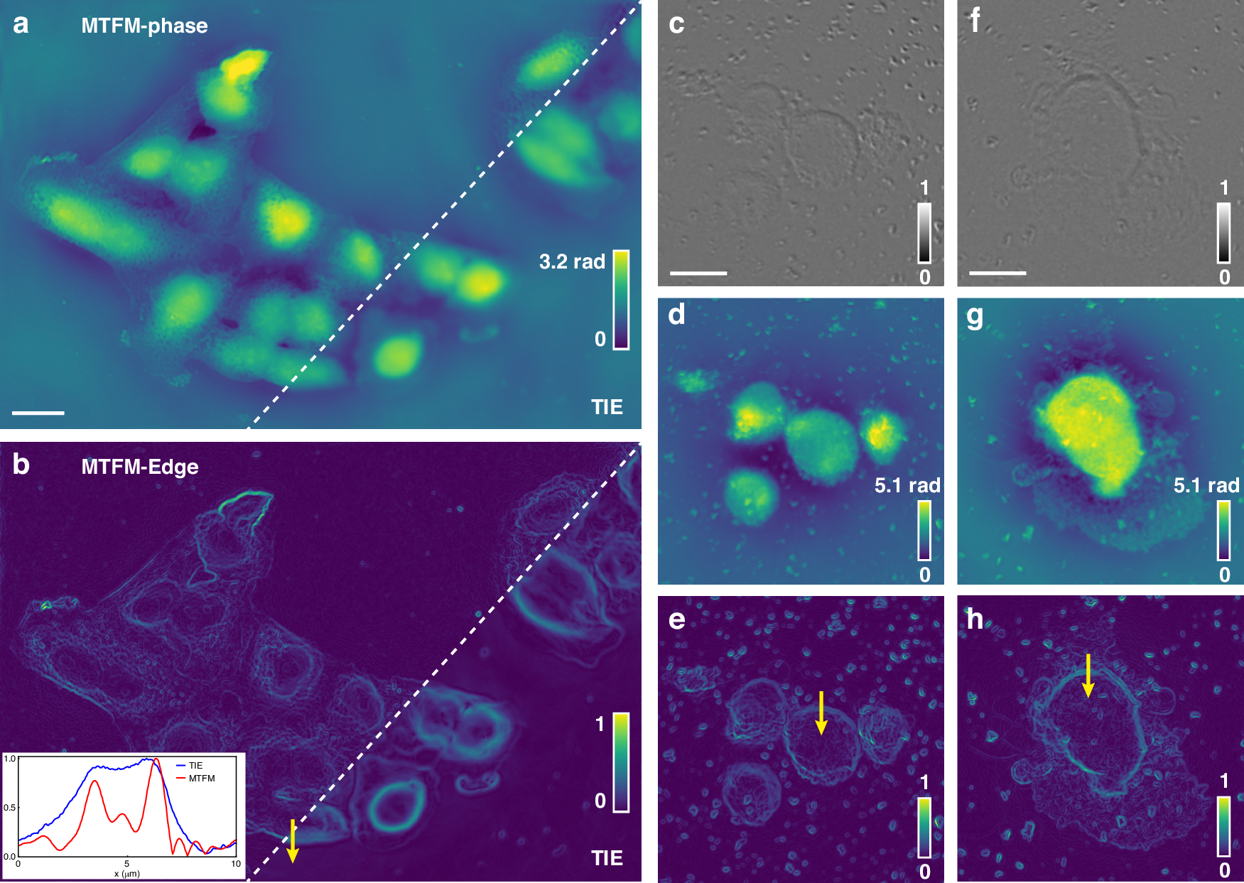 Fig. 5: Quantitative phase imaging of unstained biospecimens.