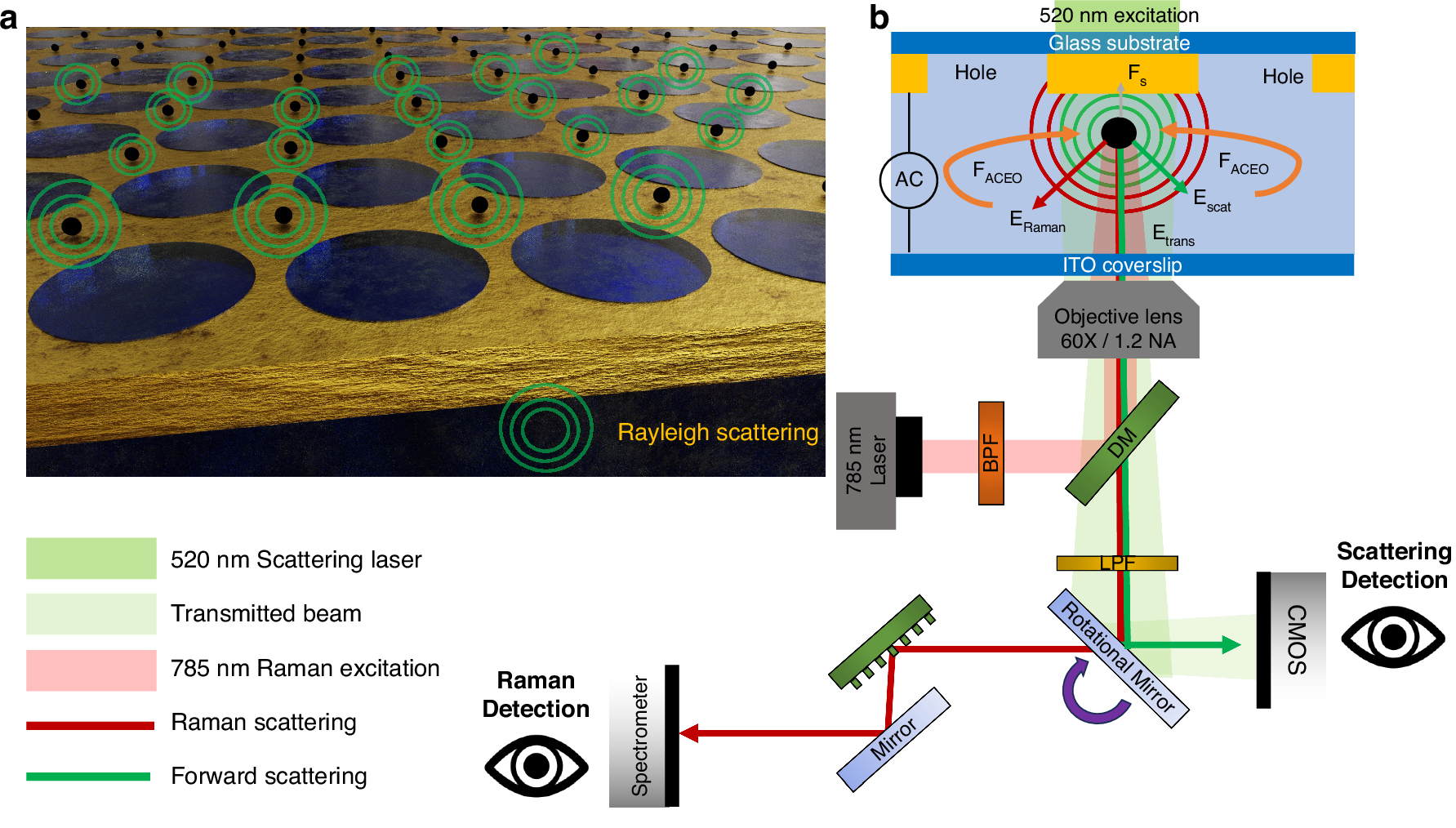Fig. 1: Working principle of the Interferometric Electrohydrodynamic Tweezers (IET) system.