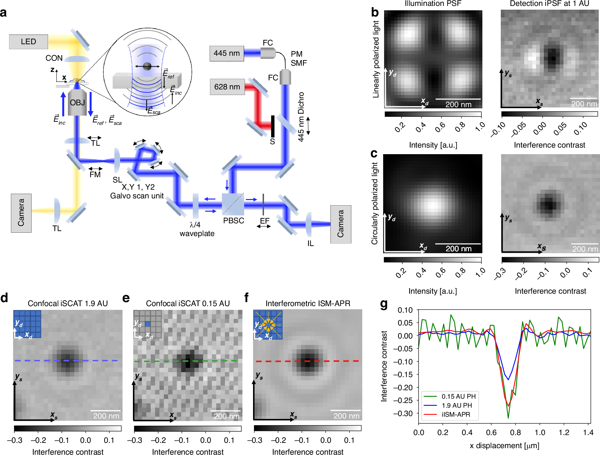 生きた細胞を蛍光標識なしで高解像度観察できる新型顕微鏡（New microscope reveals living cells in unprecedented detail）
