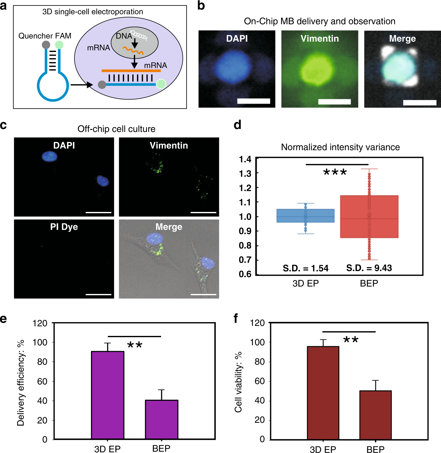 Fig. 2: On-chip delivery of molecular beacons (MBs) for intracellular mRNA detection.