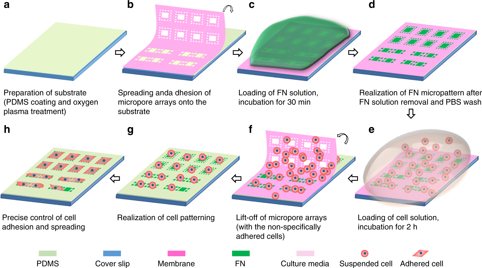 A micropore array-based solid lift-off method for highly efficient and  controllable cell alignment and spreading | Microsystems & Nanoengineering