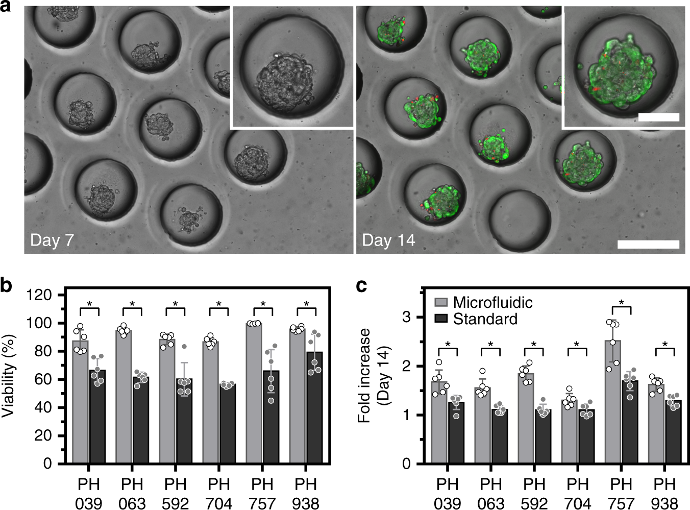 Fig. 2: Cultivation of OC spheroids in a single chamber microfluidic device.