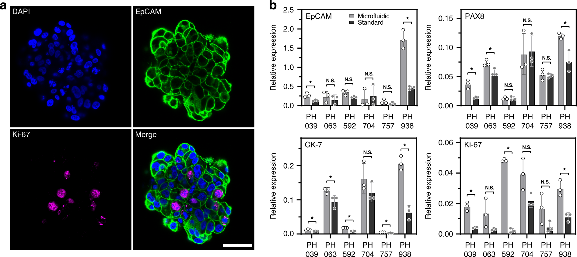 Fig. 4: Phenotype assessment of OC spheroids.