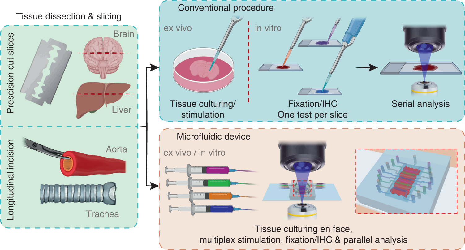 What is an In Vivo Test?