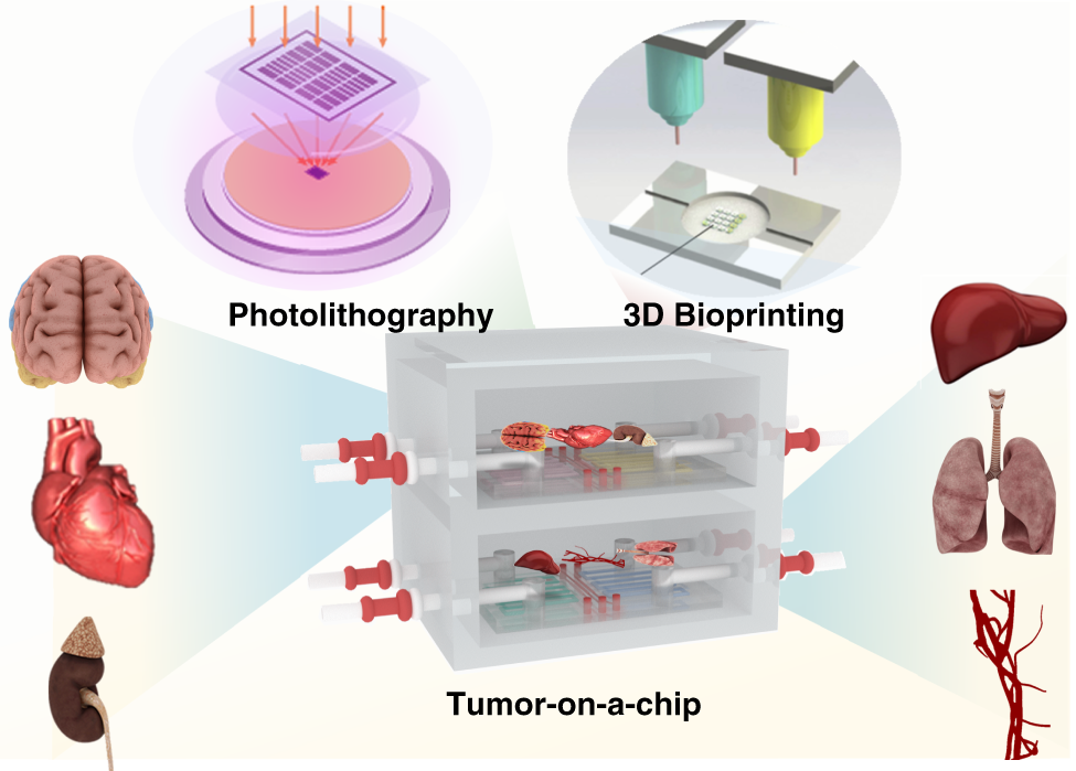 Tumor On A Chip From Bioinspired Design To Biomedical Application Microsystems Nanoengineering