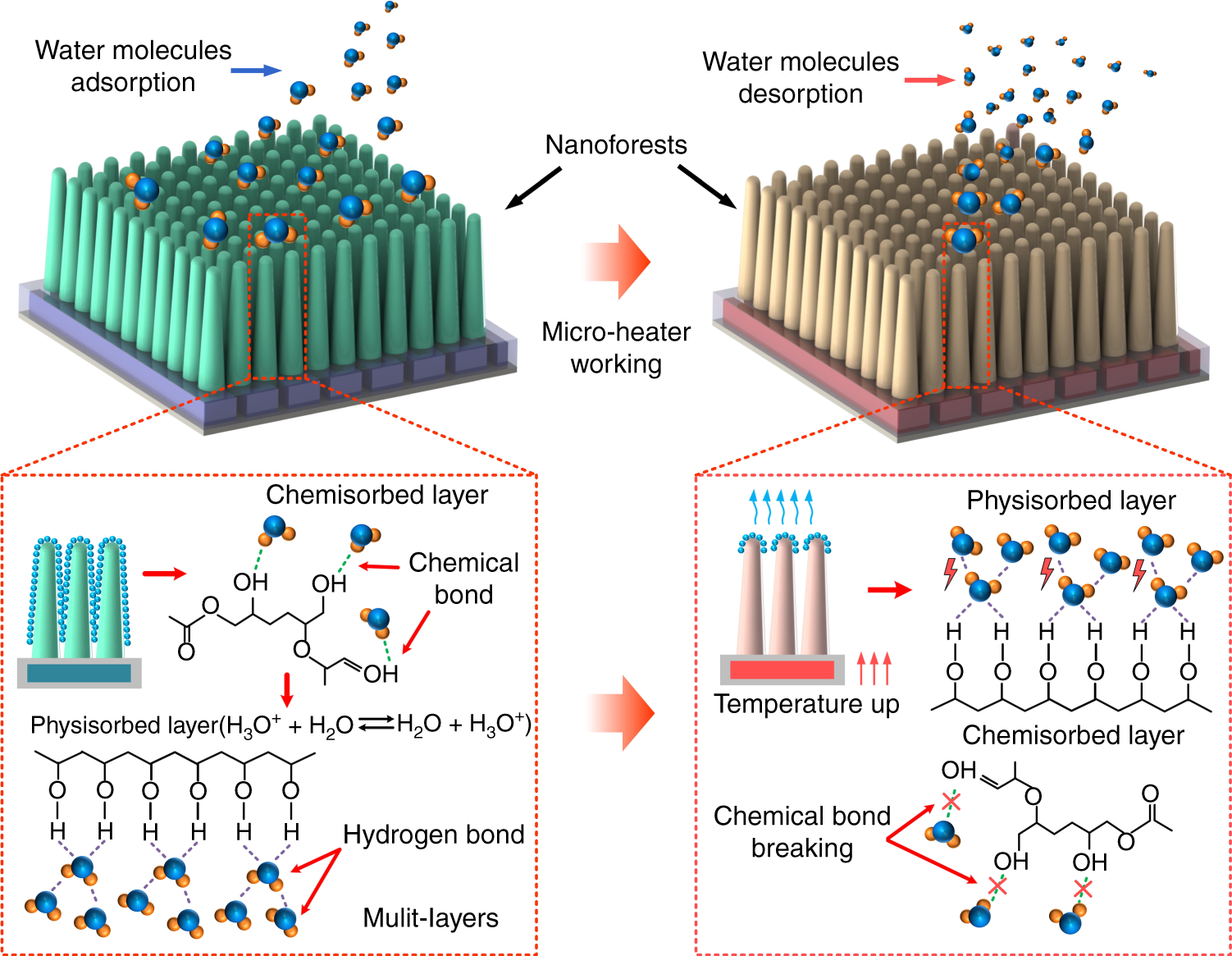 Fig. 8: Humidity-sensing mechanism of the nanoforests.