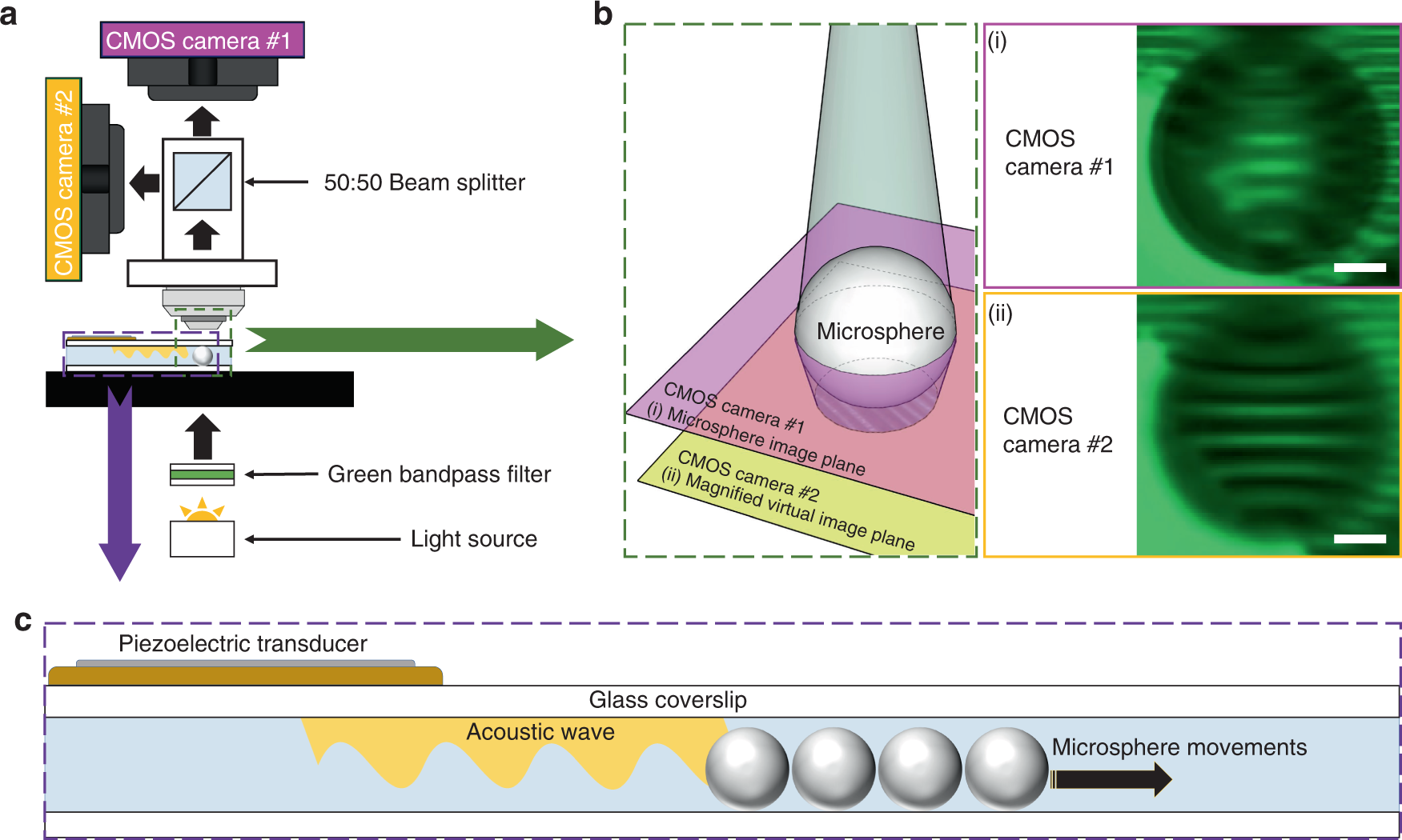 Fig. 1: Schematic figure of the dual-camera acoustofludic nanoscope.