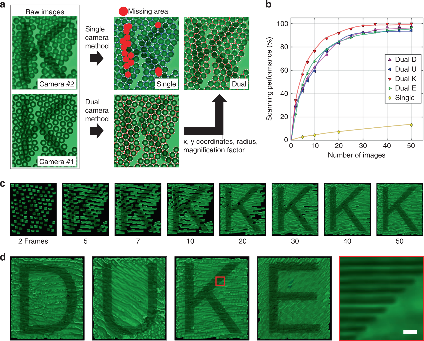 Fig. 4: 2D scanned images by single-camera and dual-camera acoustofluidic scanning nanoscopes.