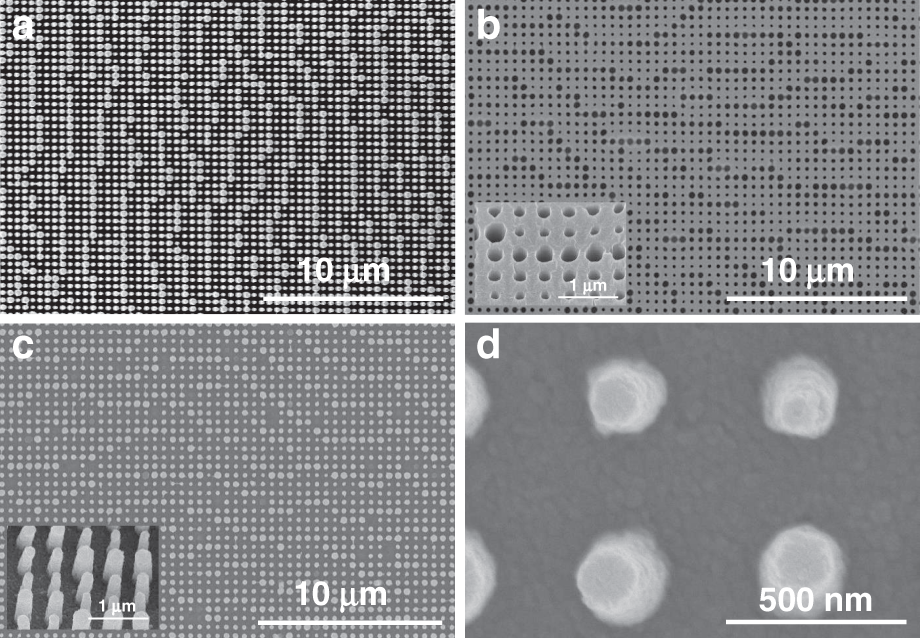 Fig. 5: Scanning electron microscopy (SEM) images.
