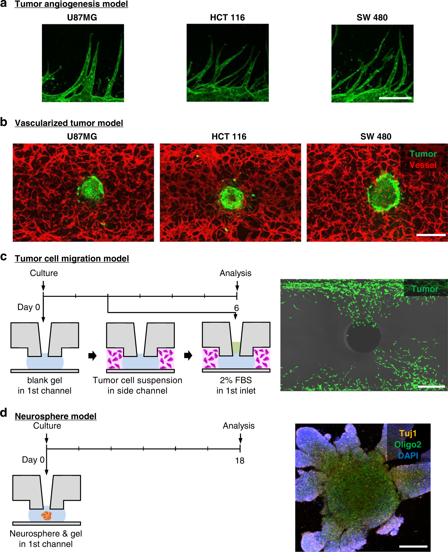 Fig. 6: 3D tumor and neural cell culture model in the U-IMPACT.