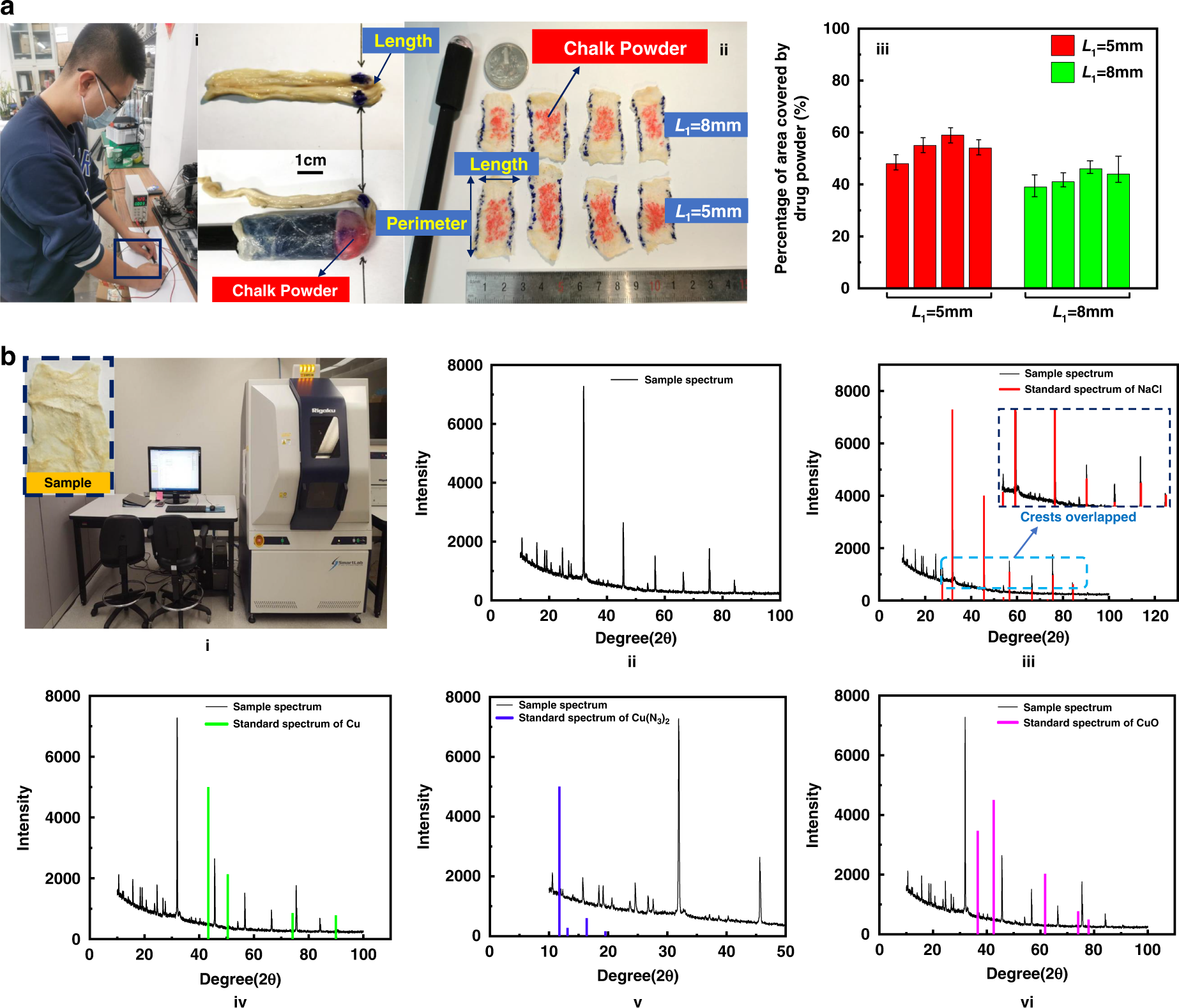 Fig. 5: The feasibility and biosafety of the design are verified by pig intestine drug delivery experiments.